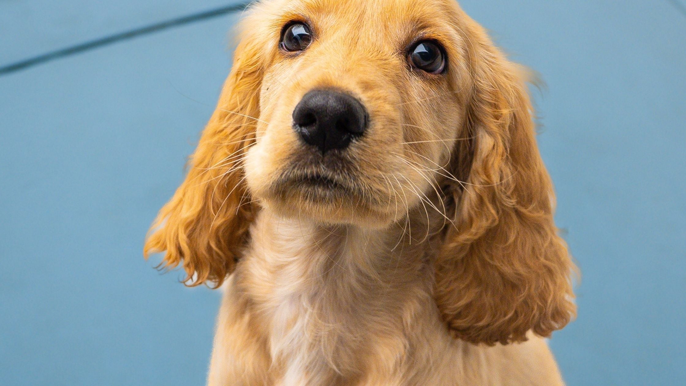 Cocker Spaniel breed puppy