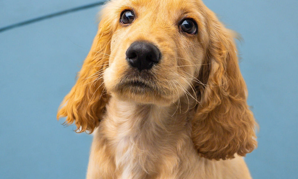 The Complete Cocker Spaniel Puppy Guide: What New Owners Need To Know