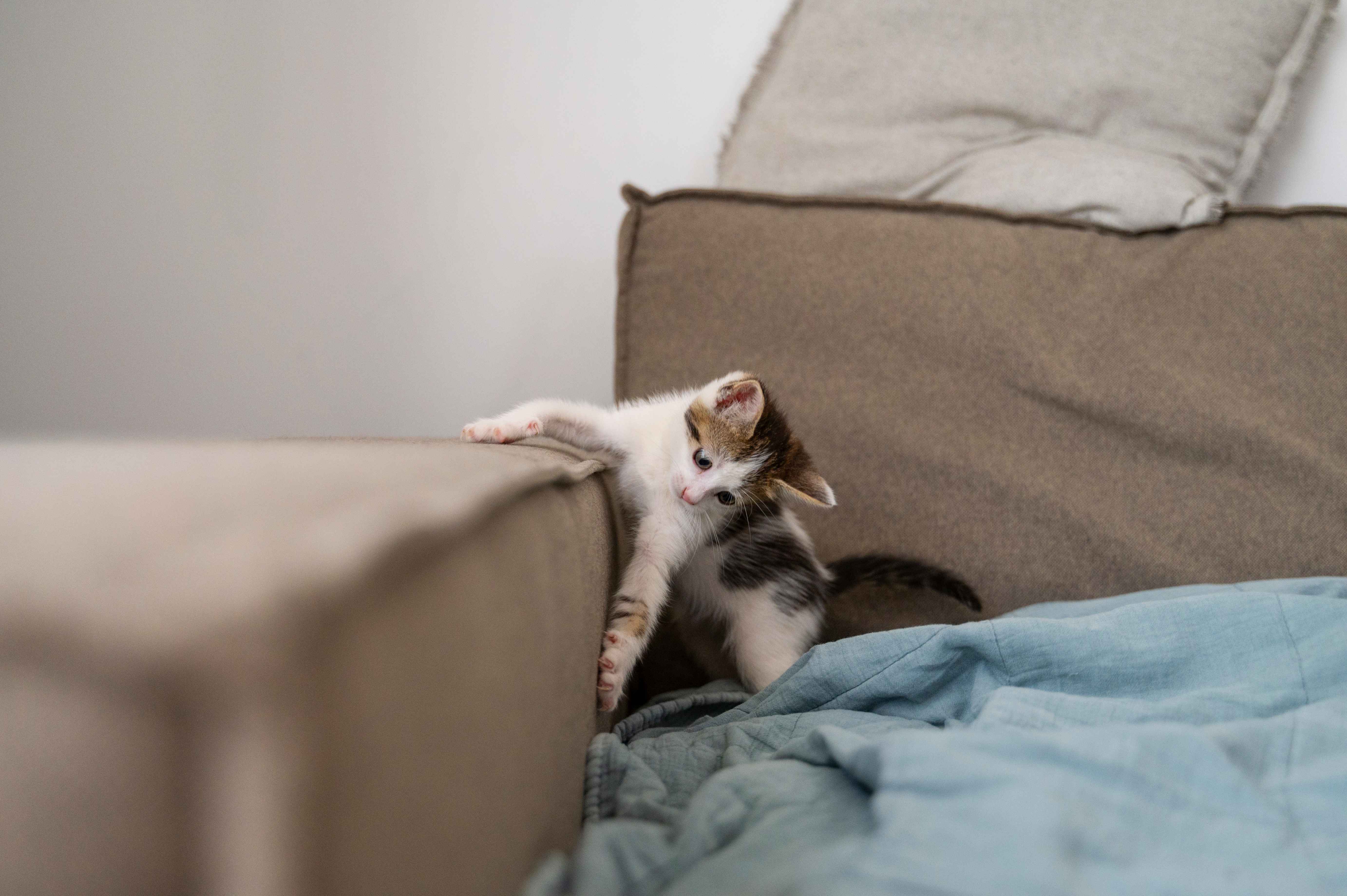 cat scratching furniture