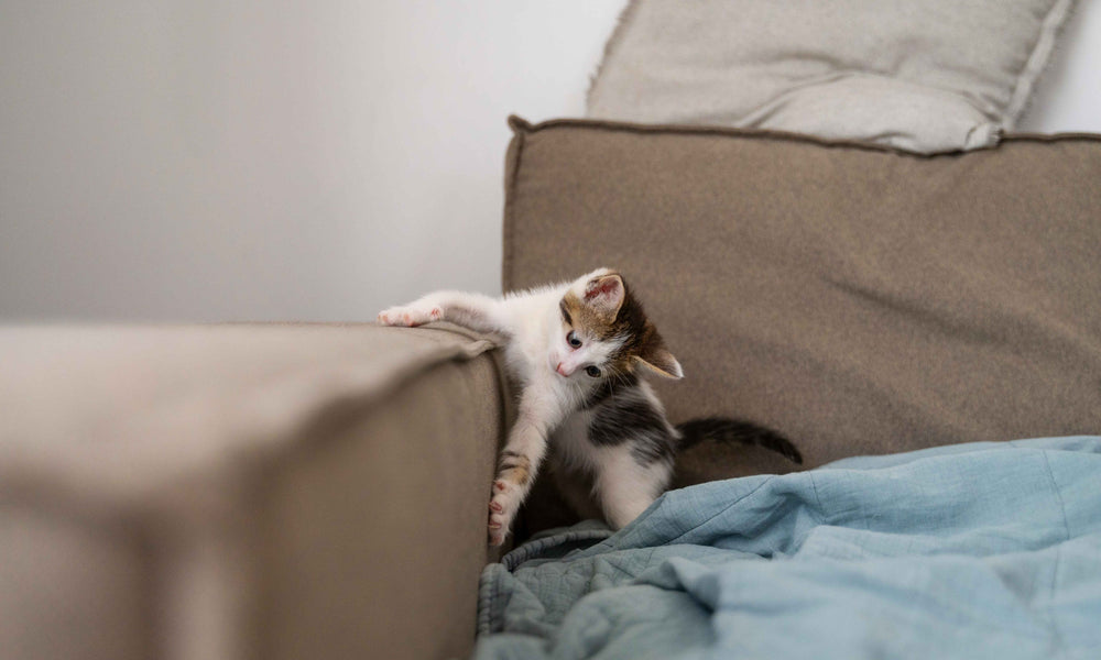 How to stop a cat from scratching furniture