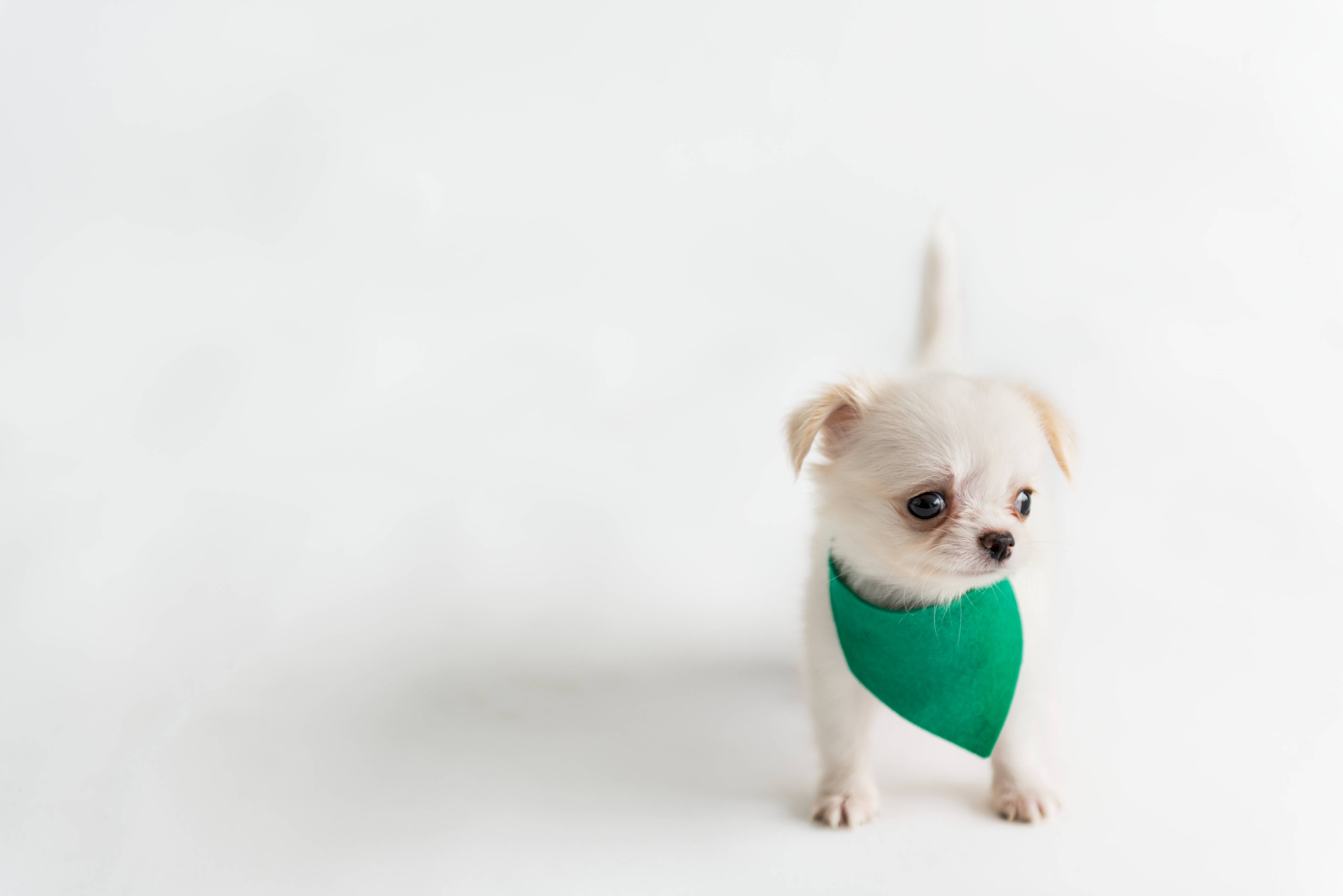 dog with bandana