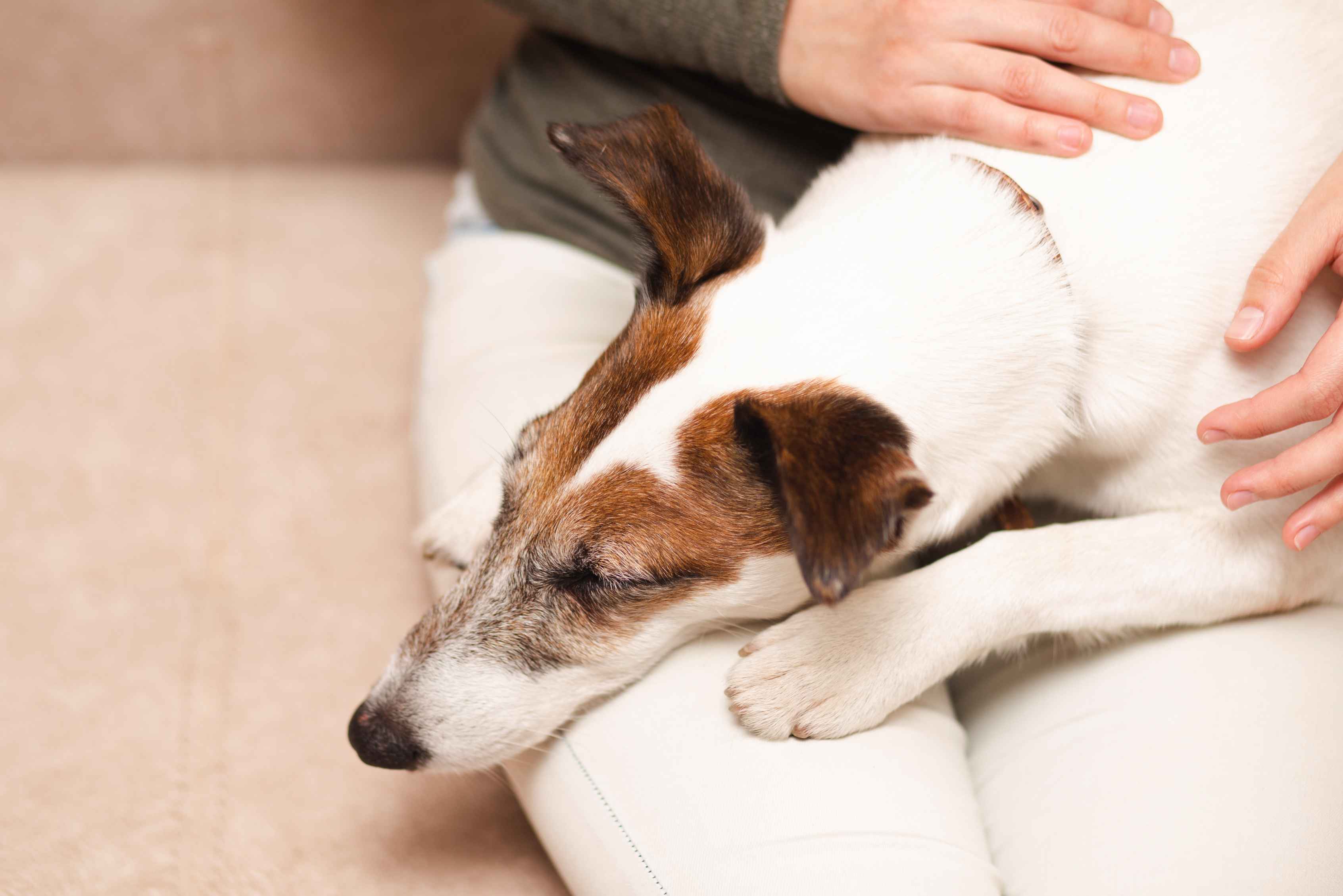 a dog in pain