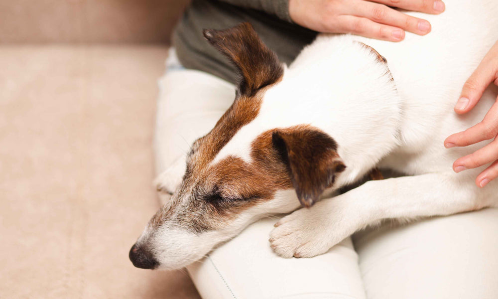 Signs Your Dog Is in Pain But Hiding It