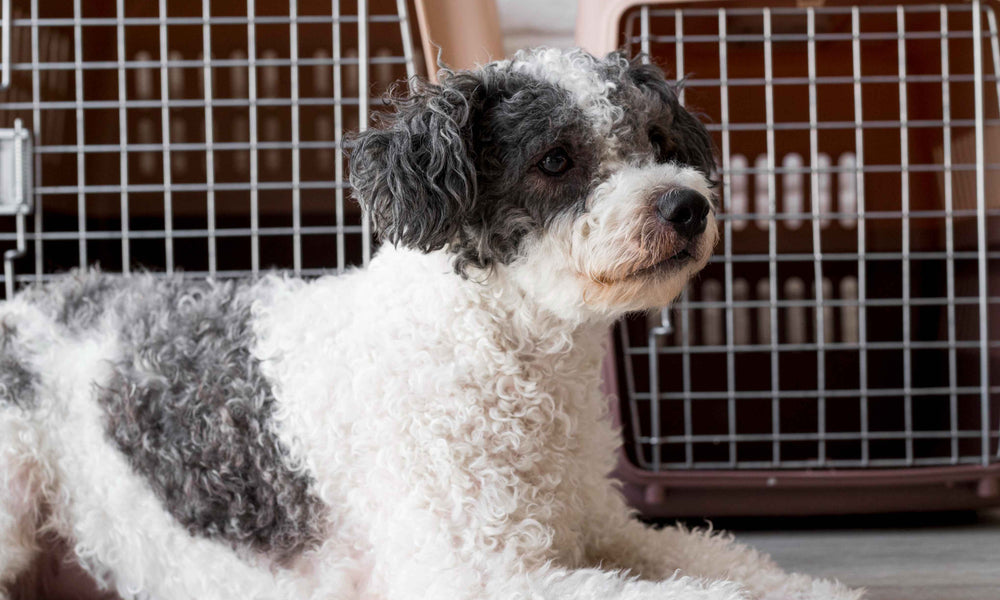 How to Choose the Right Size Crate for Your Dog