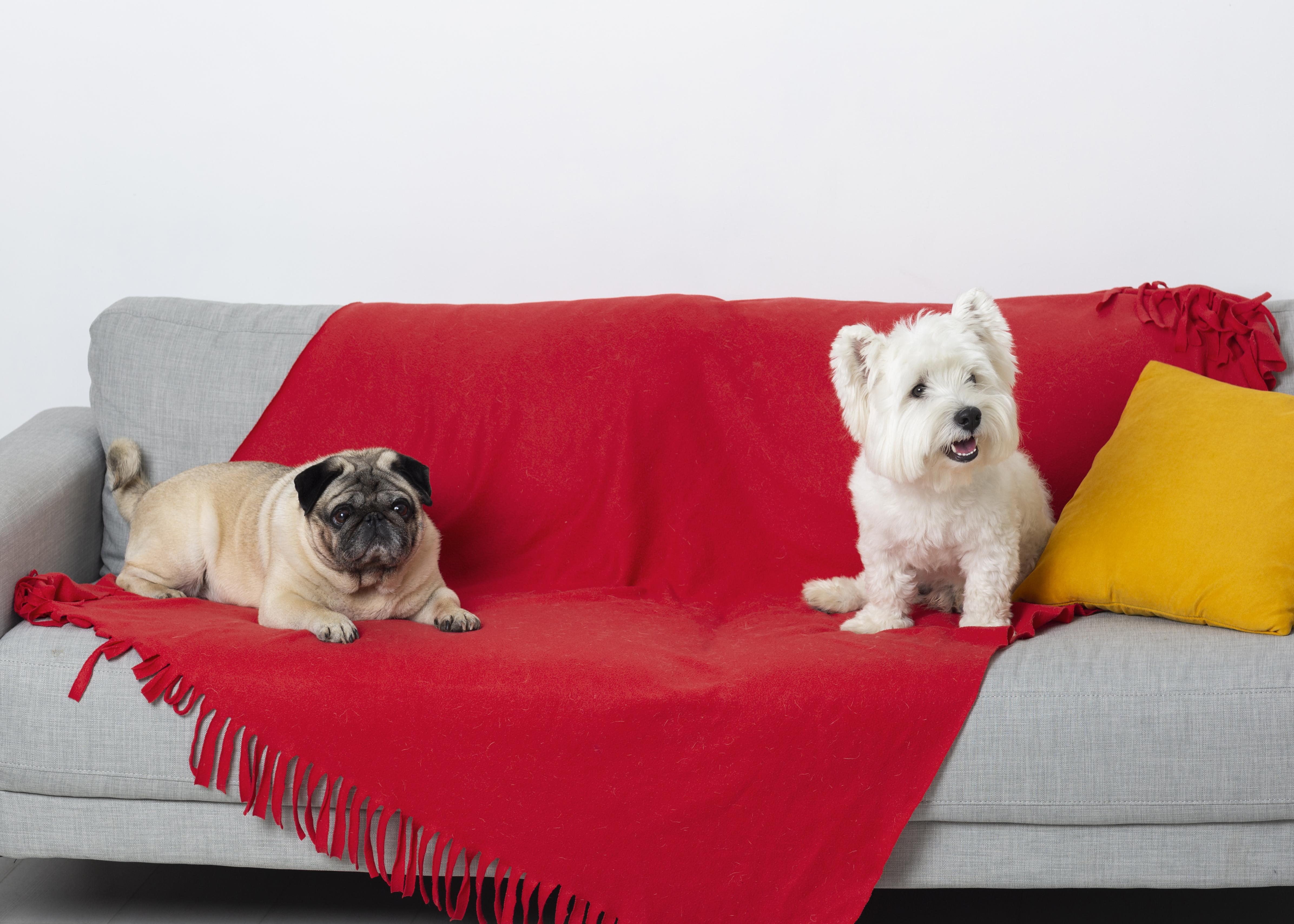 dogs in house
