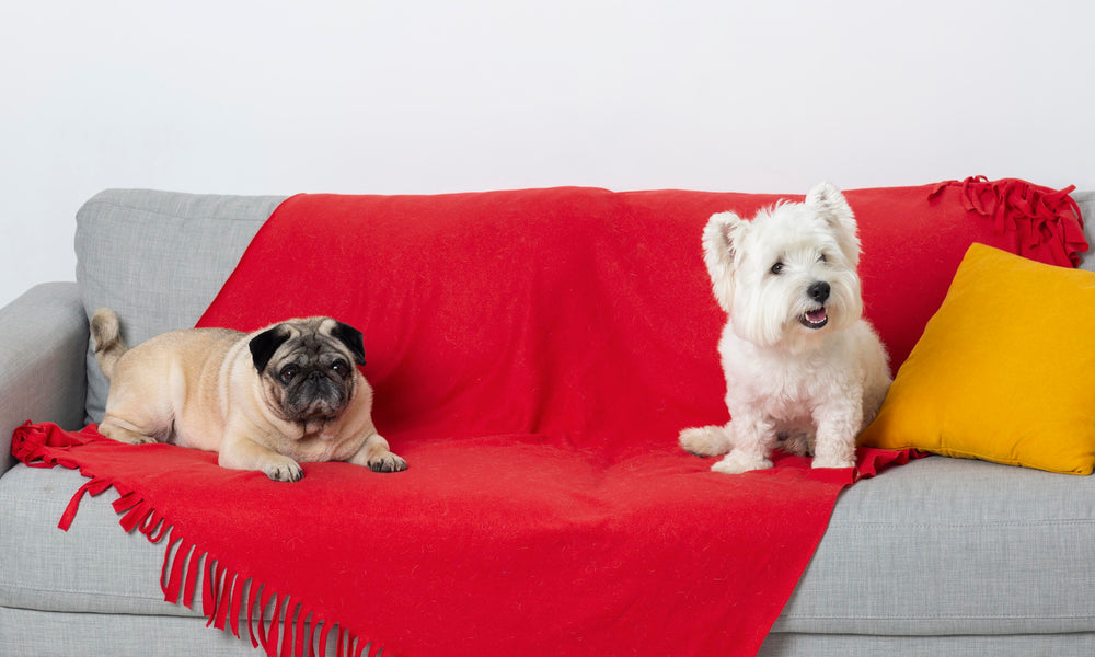 Multi-Dog Households: Managing Feeding, Beds, and Space Fairly