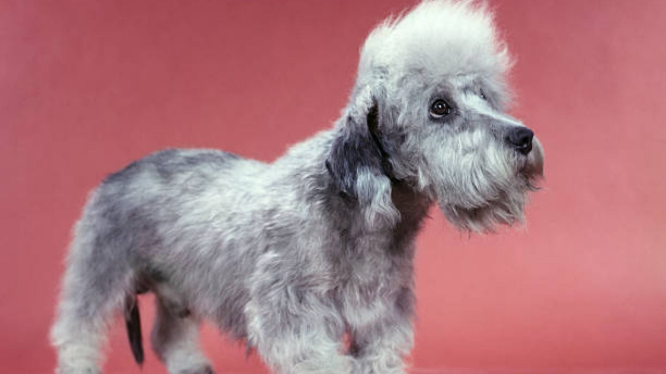 Dandie Dinmont Terrier