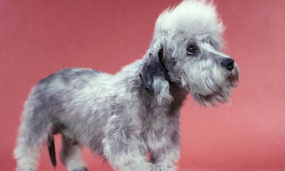 Dandie Dinmont Terrier: the ultimate guide