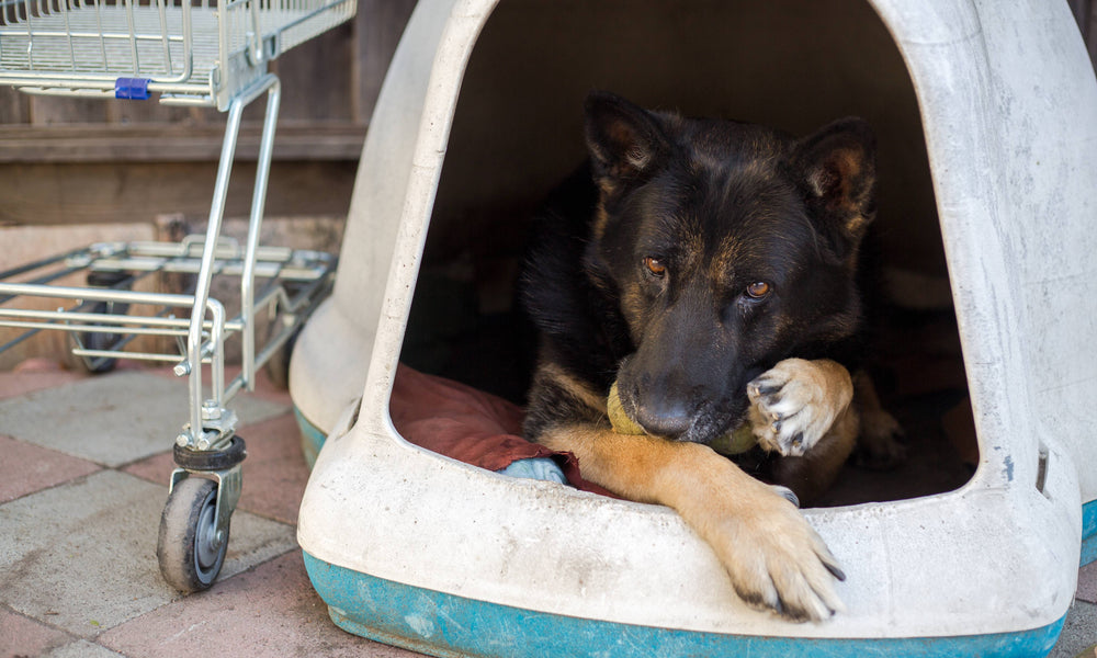 Where to Donate Used Dog Beds