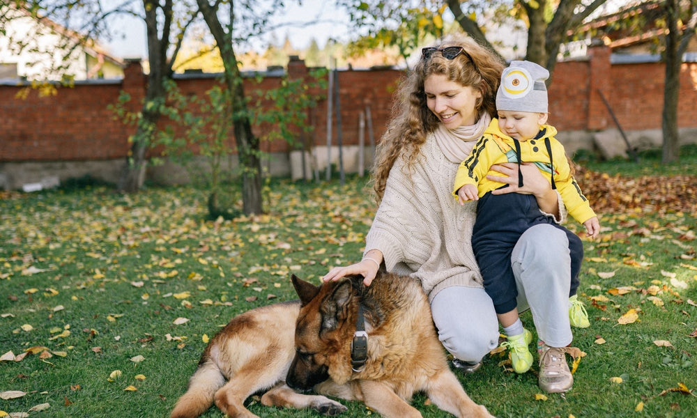How to Introduce a Hyper Dog to a Baby