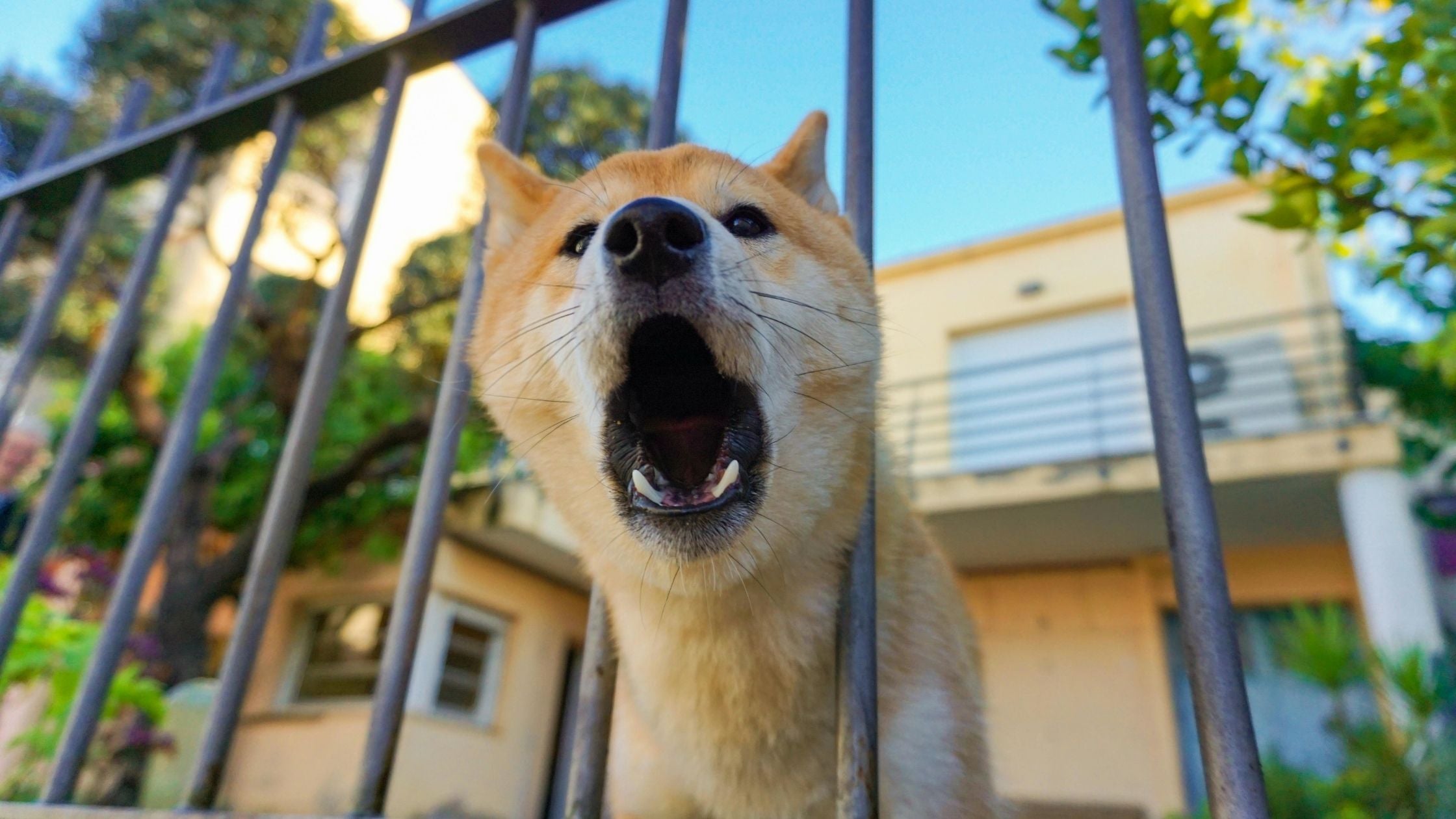A dog barking at a stranger