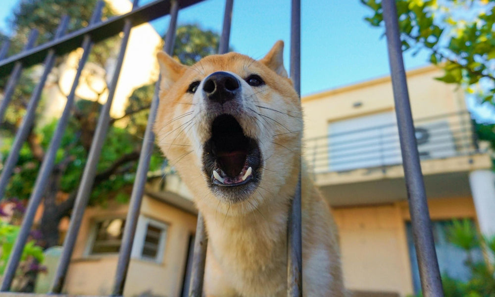 Why Do Dogs Bark at Strangers