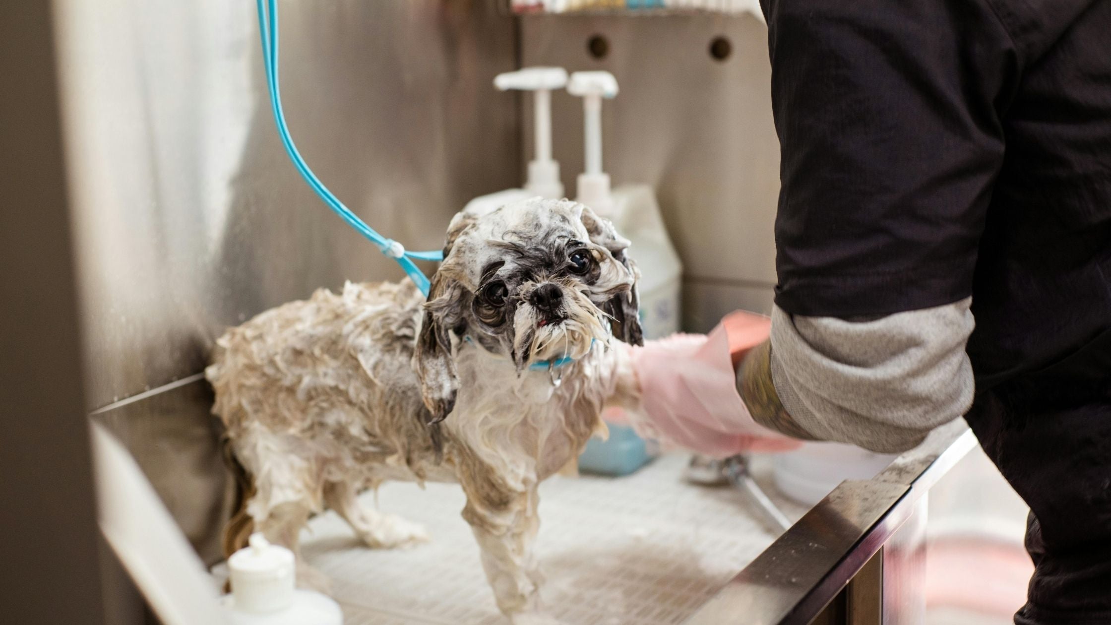 dog looks sad while having a shower