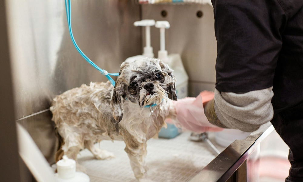 Why Do Some Dogs Hate Baths