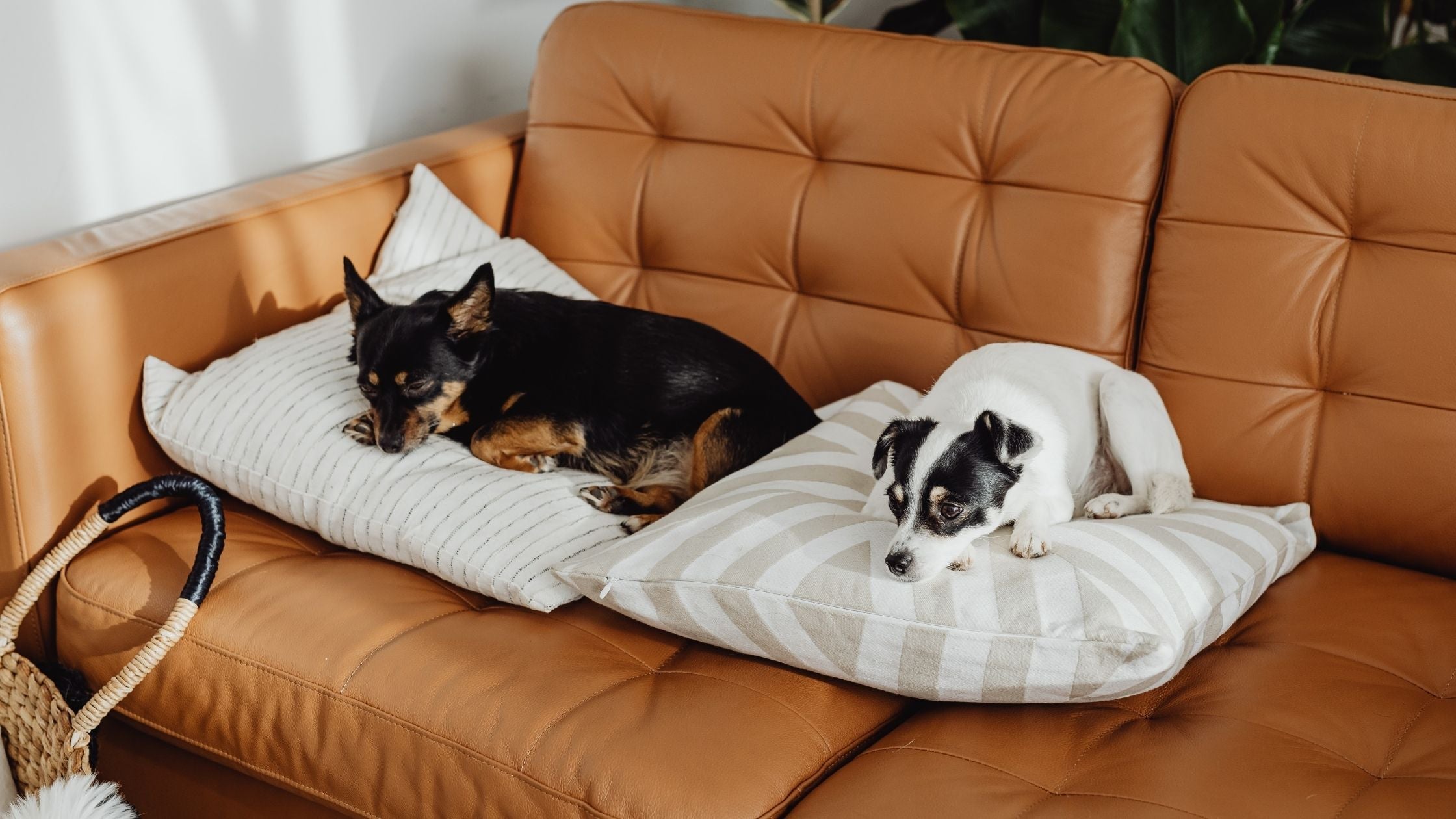 Elevated Dog Bed vs Memory Foam