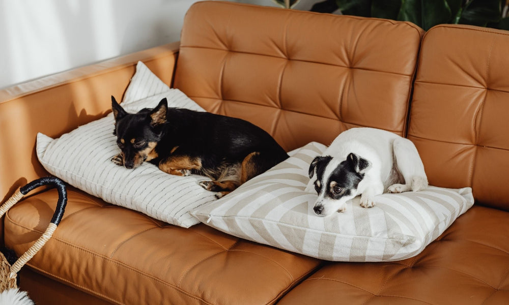Elevated Dog Bed vs Memory Foam: Which One is Better?