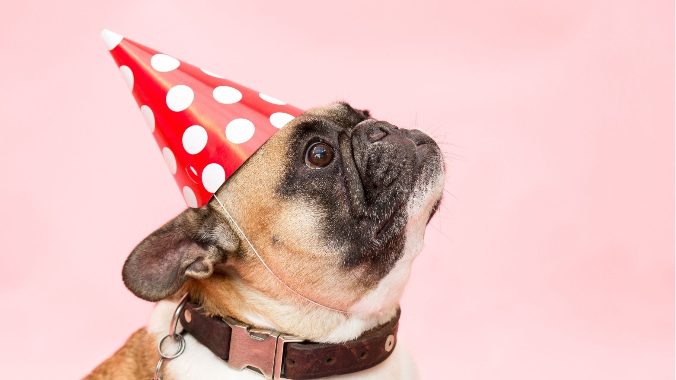 Dog celebrating birthday