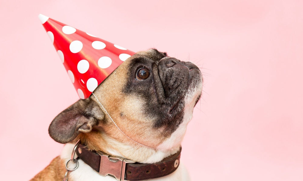 How To Celebrate Your Dog's Birthday
