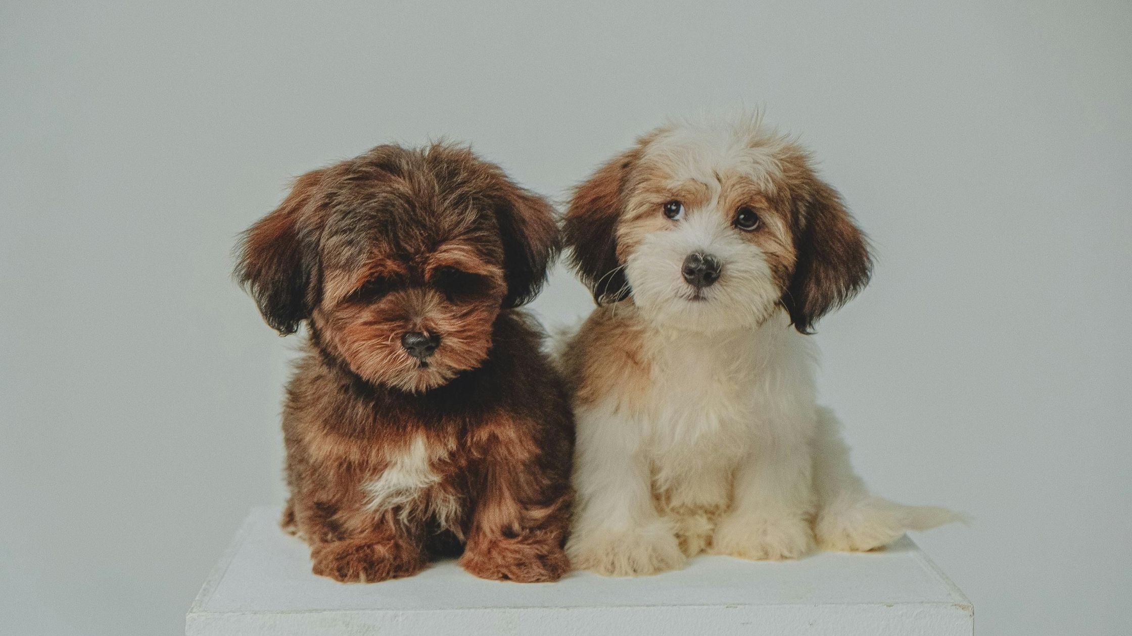 Two cute puppies