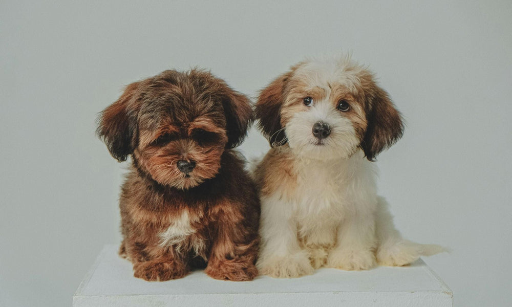 How to Find Ethical Dog Breeders