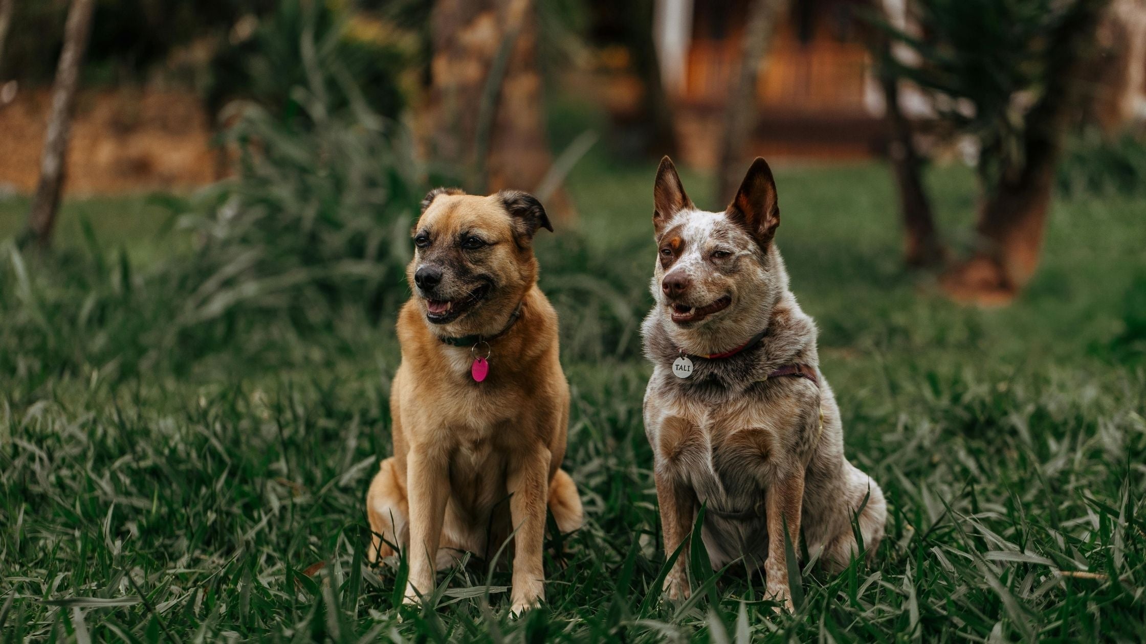 2 dogs bonding together
