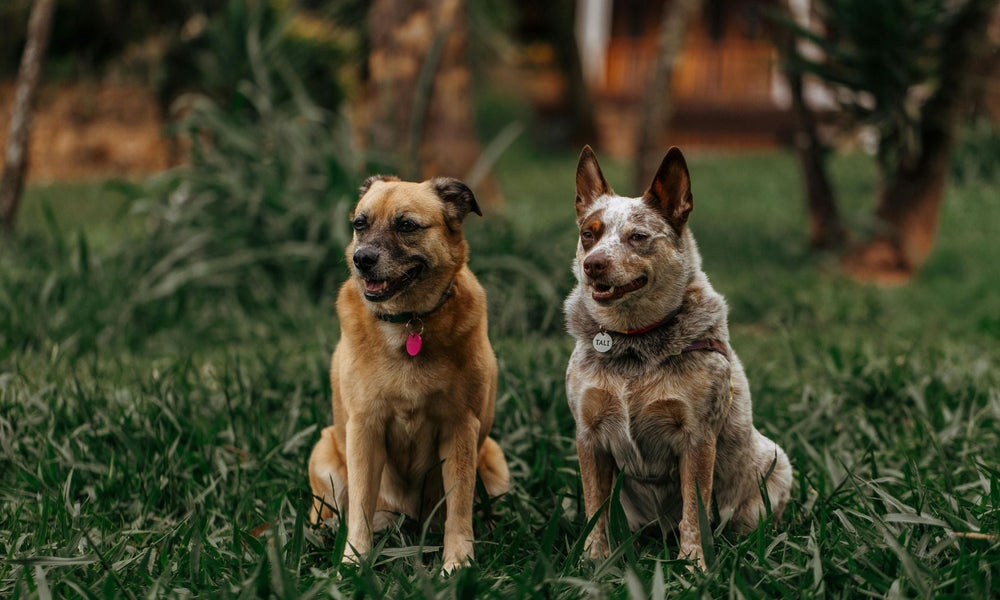 How to Know If Dogs Are Bonded With Each Other
