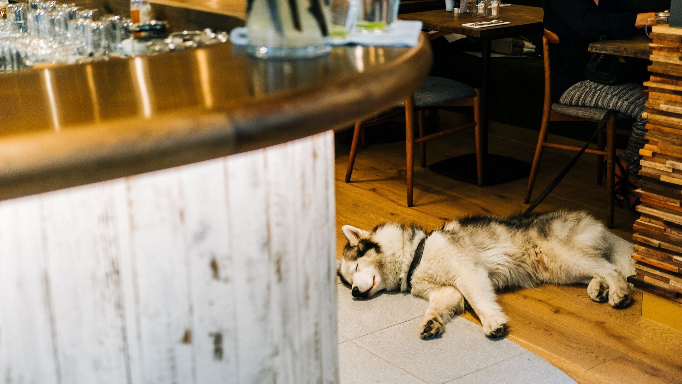 A dog in a pub