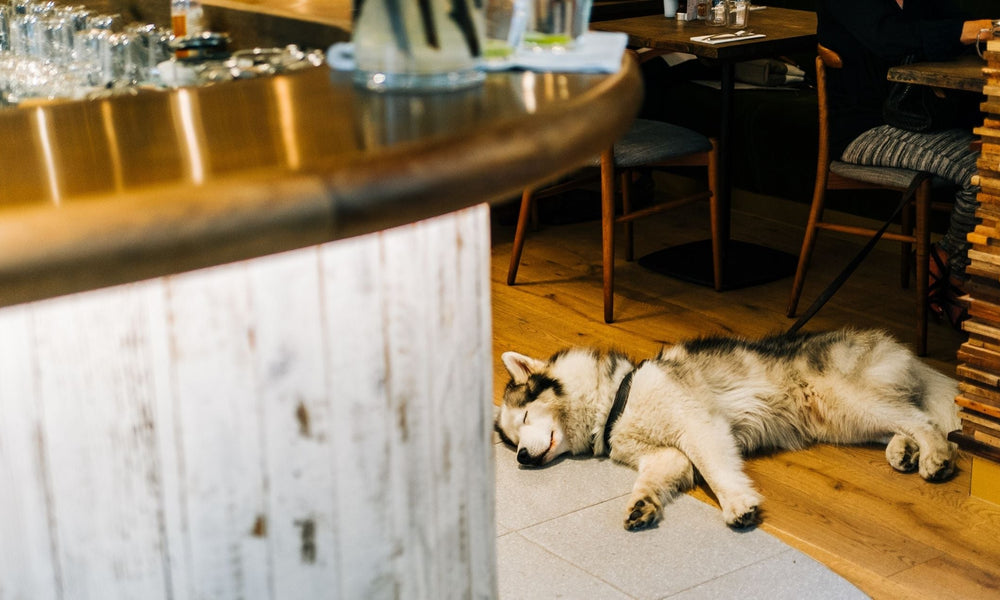 Dog-Friendly UK Pubs and Restaurants: A Seasonal Guide