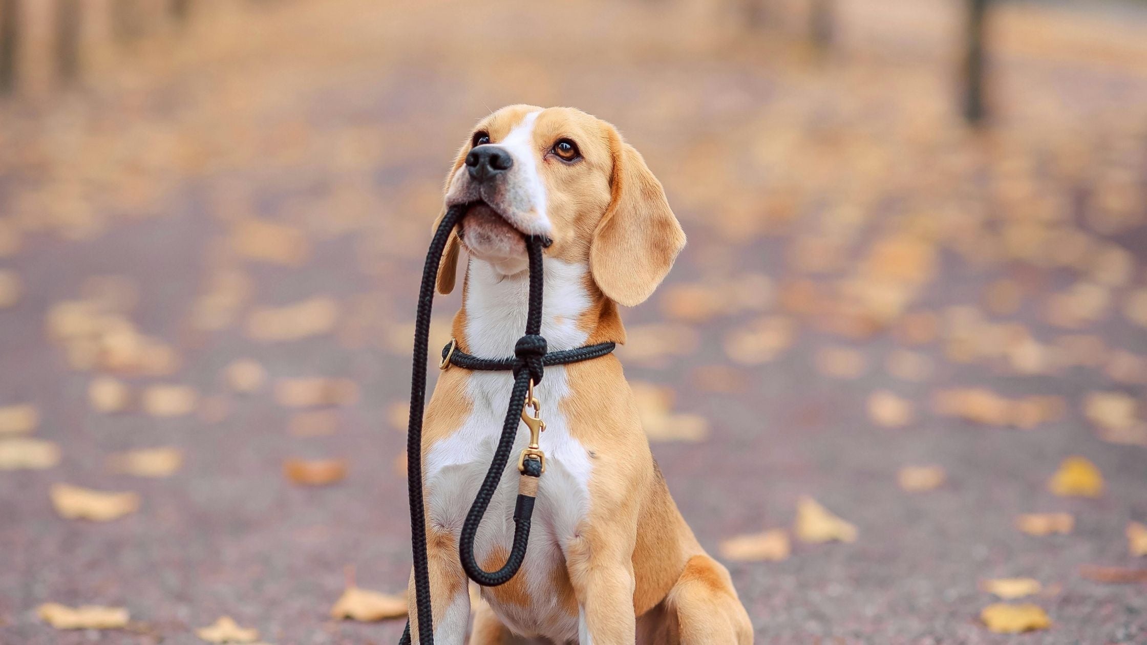Dog with the leash