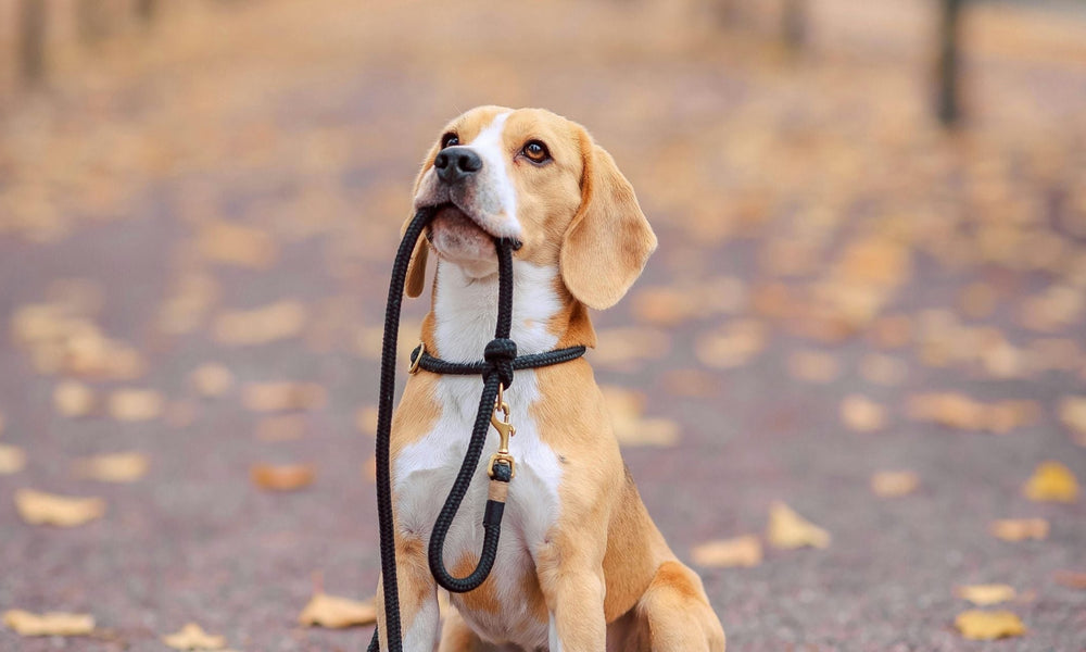 How to Walk Your Dog Without a Leash