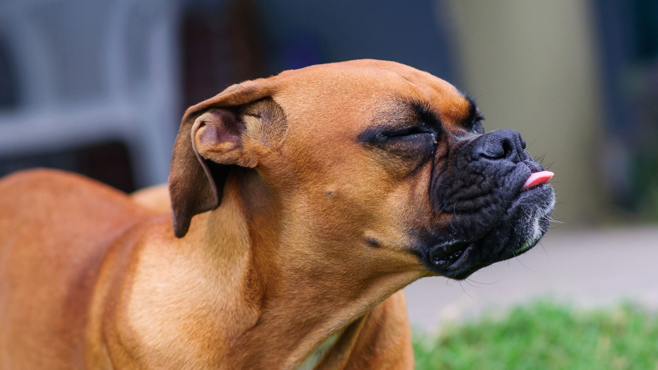 Dog reverse sneezing