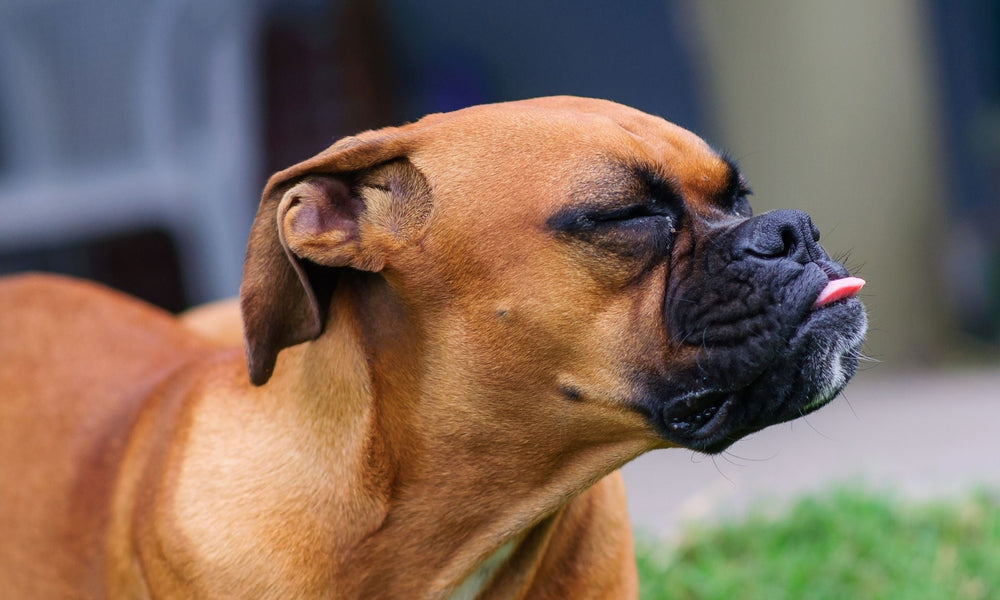 What to Do When Your Dog is Reverse Sneezing