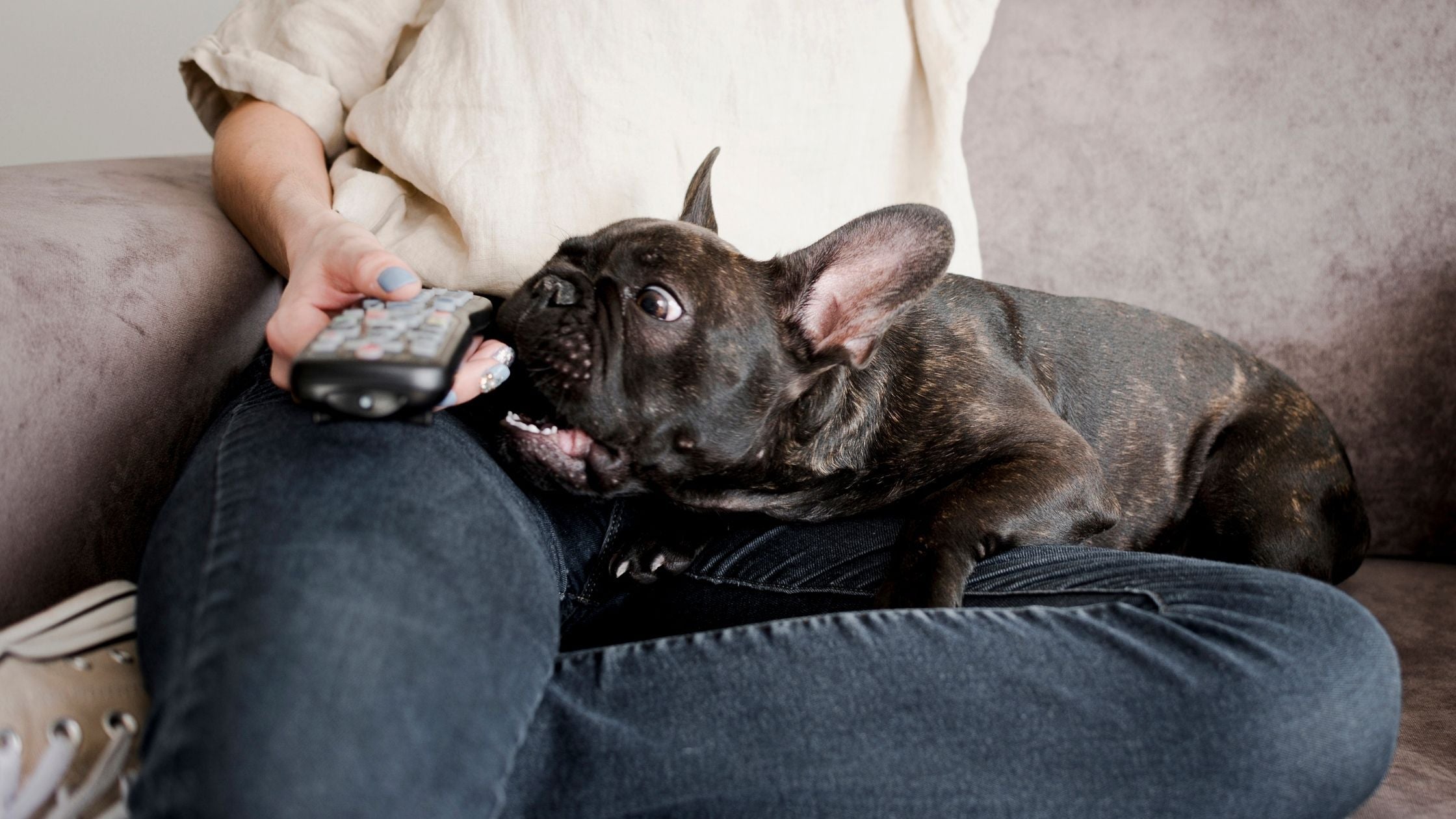 A Dog with tv remoter