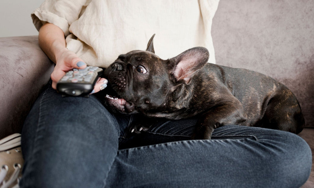 Why Do Some Dogs Watch TV and Others Don't