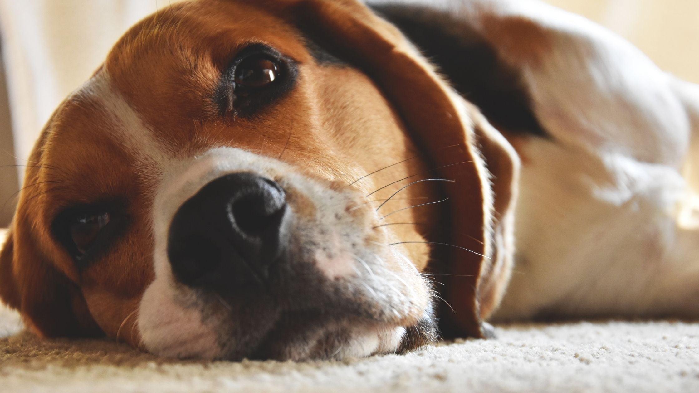 dog with whiskers