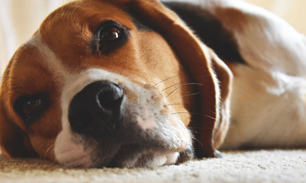 Effects of Cutting Dog Whiskers