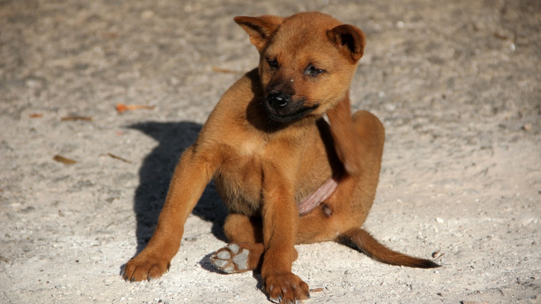 Dog with flea