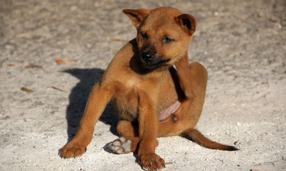 Best flea treatment for dogs: what works fastest and lasts longest