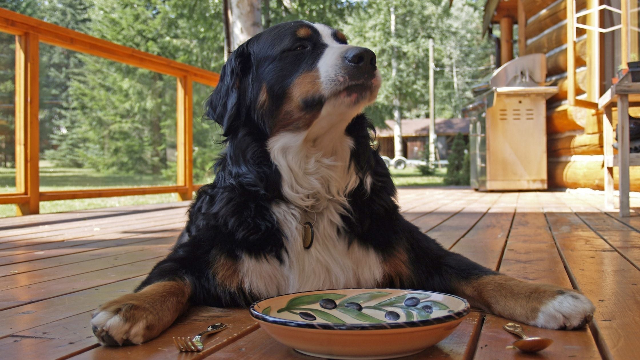 Hungry dog waiting for food
