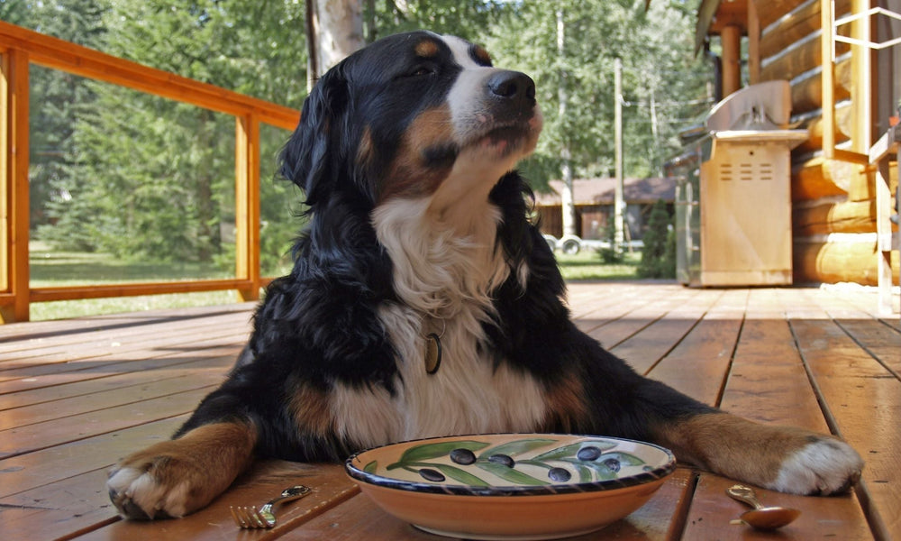 Homemade dog food recipes: vet guidance and easy recipes