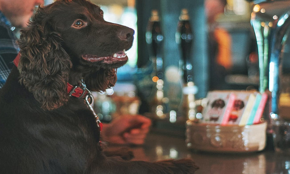 Top 10 Dog Friendly Pubs
