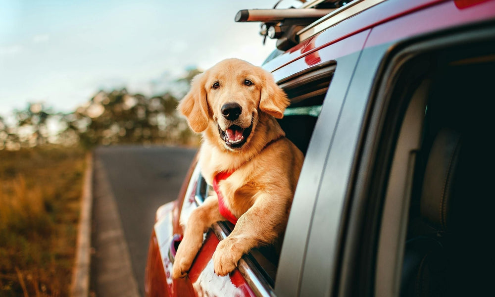 Why Do Dogs Stick Their Heads Out of Car Windows?