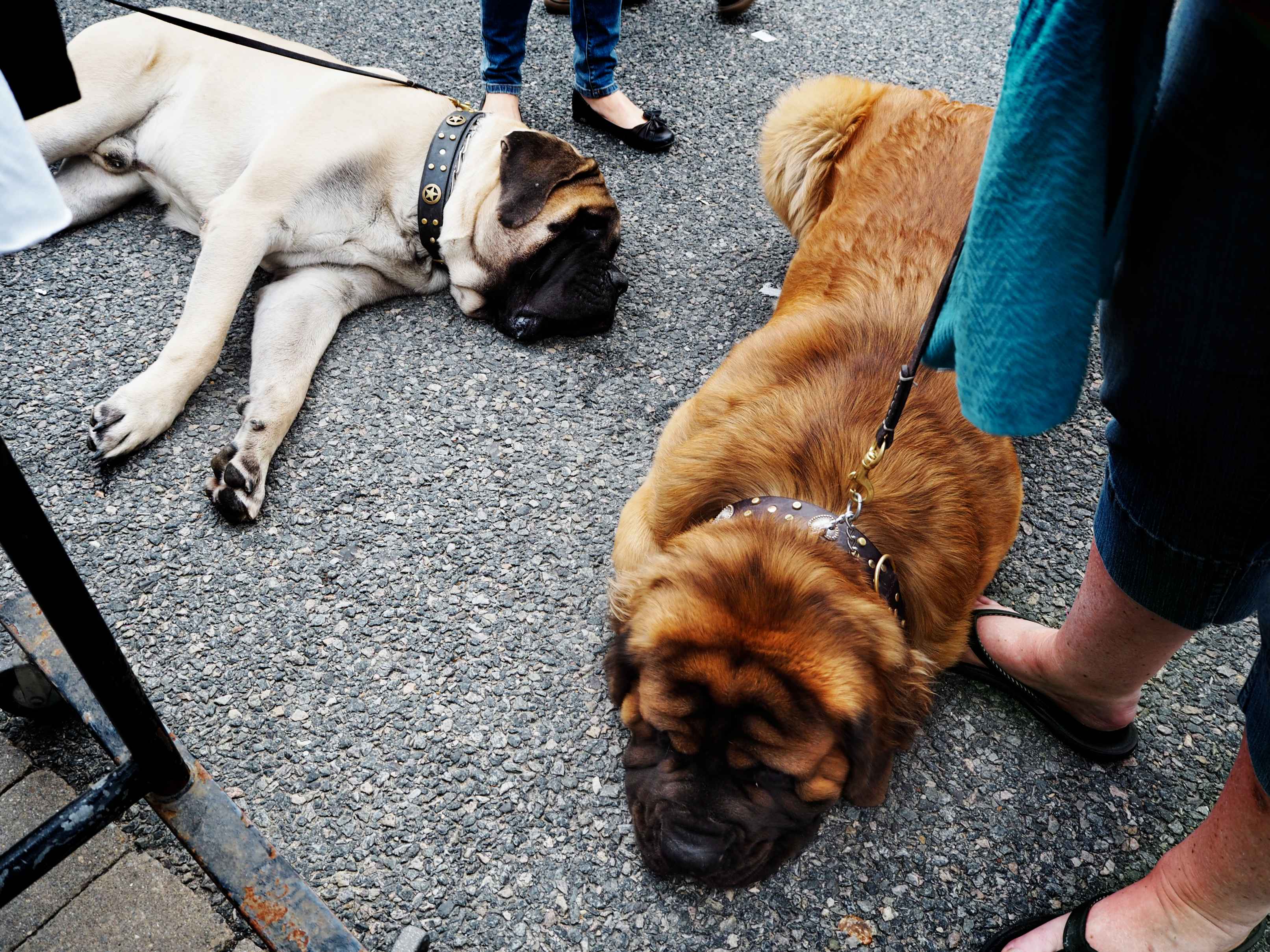 dog refuses to walk