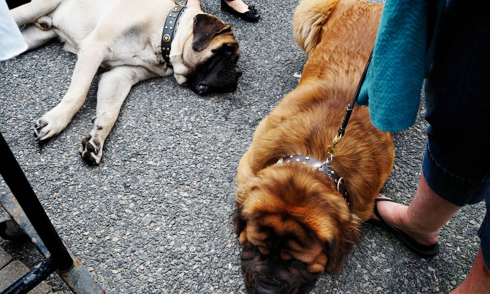 Dog Lies Down On Walk and Refuses to Move