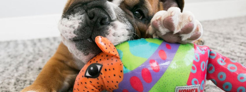 The Best Squeaky Dog Toys
