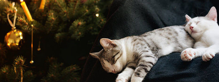Festive Feline Collection - Christmas Toys & Treats For Cats