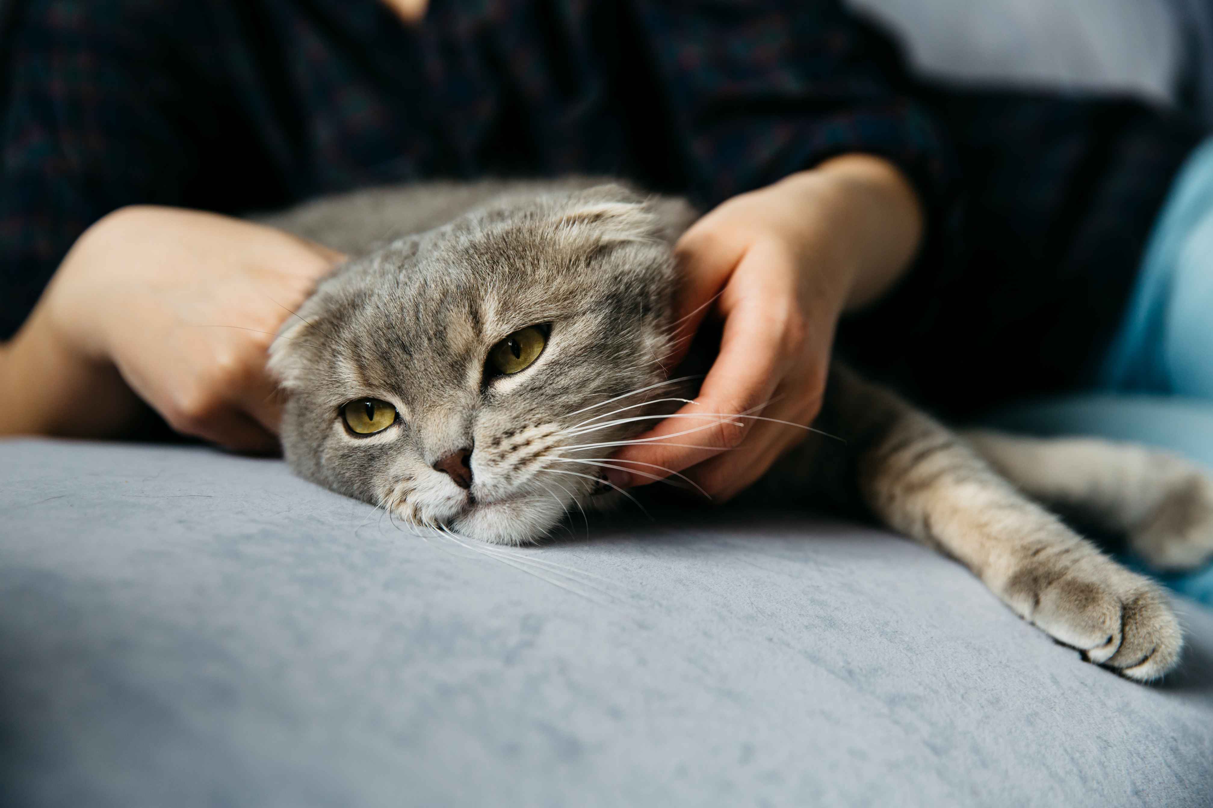 cat kneads before sleep