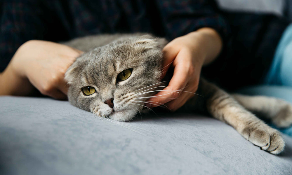 Why does my cat knead before sleeping?