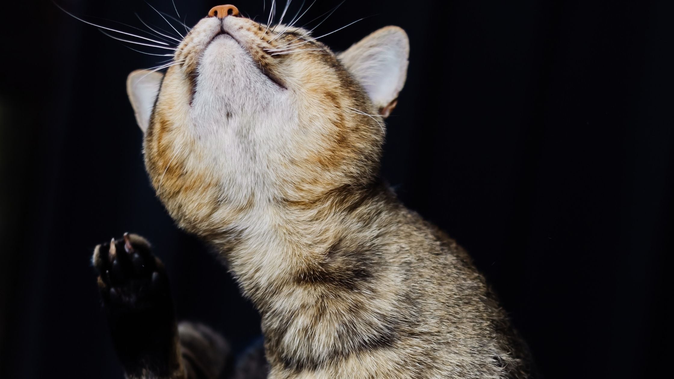 cat with flea