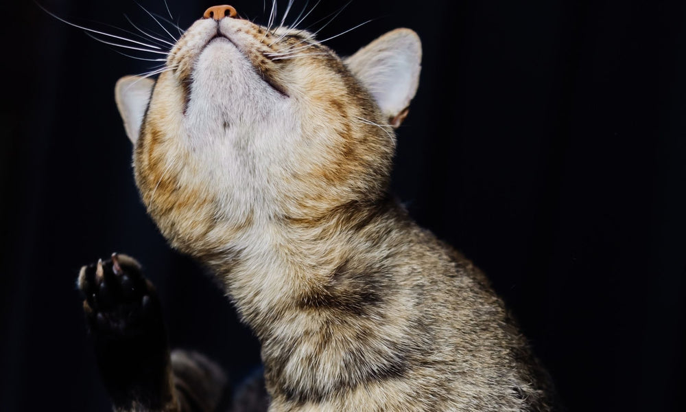Best flea treatment for cats: spot ons, tablets and collars compared